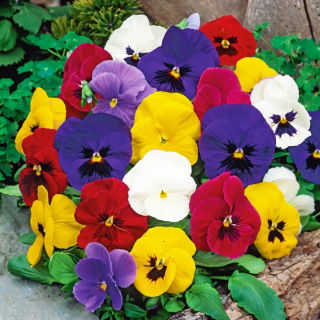Stedmoderblomst - Szwajcarski - blanding - Viola ×wittrockiana - Tidligt forårsudbrud - Friske frø