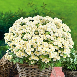 Chrysanthemum parthenium - Reunuspietaryrtti - Snowball - siemenet