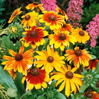 Låg sommarrudbeckia - blandning - Rudbeckia hirta - Solkyssta blommor med låg sommarrudbeckia - Färska frön