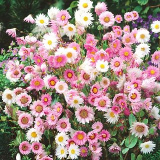 Mangles Everlasting - Mixed - Helipterum manglesii - Dried Perfection, Vibrant Colours - Fresh Seeds