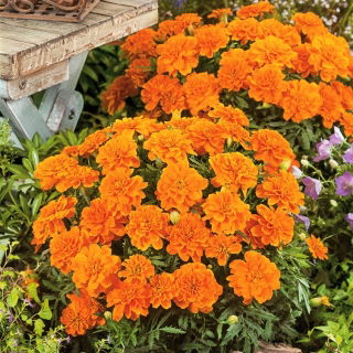 Francoski ognjič "Tangerine" - nizka rastoča sorta, cvetovi pomaranče - 315 semen - Tagetes patula nana  - semena