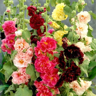 Штокроза - Chaters - MIX - 90 семена - Alcea