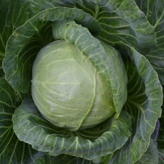 Fejes káposzta - Polar - Brassica oleracea var. Capitata - magok