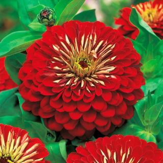 Zinnia à fleurs de Dahlia - Jowita - Zinnia elegans - Fleurs rouges audacieuses, floraison longue durée - Graines fraîches