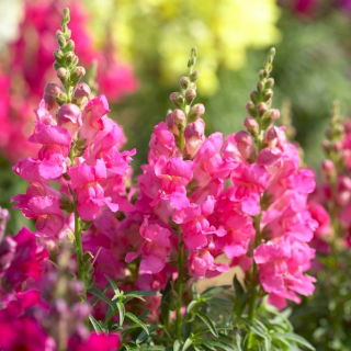 Common snapdragon "Samurai" - tall, pink variety