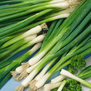 Zimní cibule 'Zimní hnízdo' - 100 g -  Allium fistulosum - semena