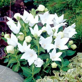 Platycodon, ballonblomst - hvid; Kinesisk klokeblomst