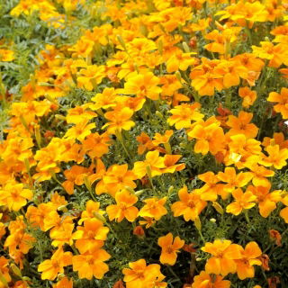 Tagetes - Sammets - Talizman - apelsin - Tagetes patula L. - frön