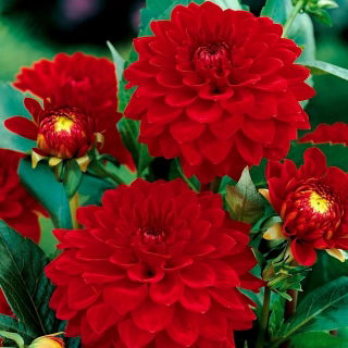 Dália - vermelho - Dahlia