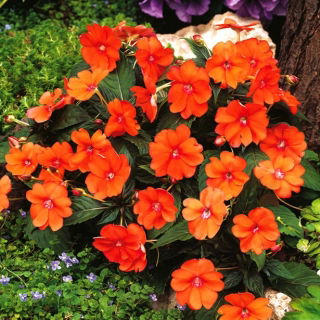 Fließige Lieschen - orange; Balsam, Sultaninen, Impatiens