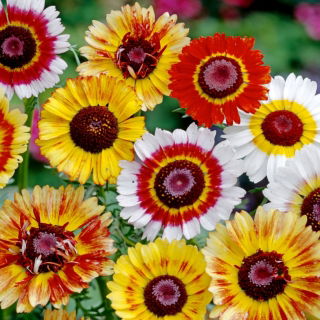 Chrysanthemum carinatum - Frohe Mischung - mix - semi