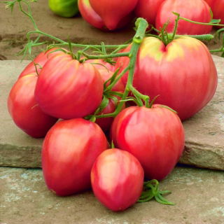 Tomaatti - Pink Oxheart - 50 siemenet - Lycopersicon esculentum Mill