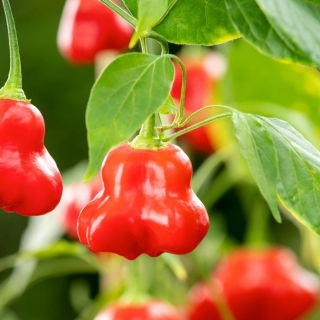 Okrasný pepř „Bell“ - pozdní odrůda, ideální pro zahradní dekorace -  Capsicum baccatum - semena