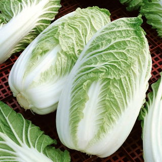 Napa kubis "Hilton" - 215 biji - Brassica pekinensis Rupr.