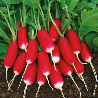 萝卜“Warta” - 中长品种 -  850粒种子 - Raphanus sativus L. - 種子