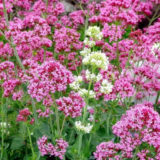 Valeriana roja, valeriana roja, bésame rápido, cepillo de zorro, barba del diablo, barba de júpiter - 50 semillas - Centranthus ruber