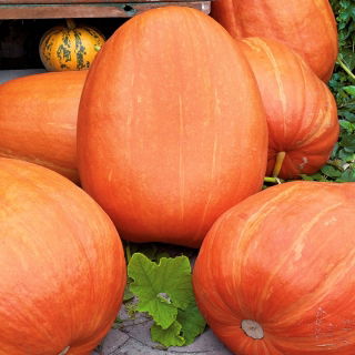 Giant squash "Golias" - 9 sjemenki - Cucurbita maxima  - sjemenke