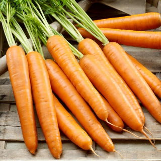 Gulrot - Berlikumer 2 - Perfection - Daucus carota