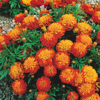 فرنگی فرانسوی "Pirat" - تنوع در حال رشد کم، شکوفه عسل و ماهان - Tagetes patula nana - دانه