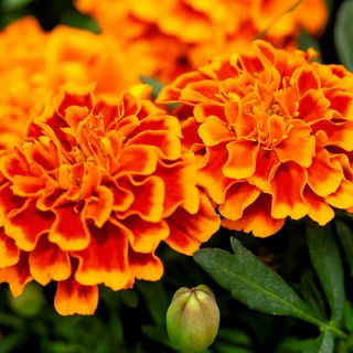 Studentenblume "Giant Bicolour" - Mahagoni-Rot mit Goldrand - 158 Samen