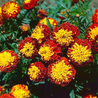 French marigold "King Tut"