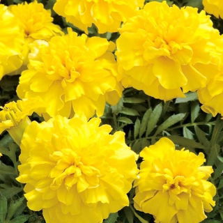 Tagetes patula nana - Opret - citron farve - frø