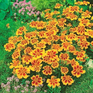 القطيفة الفرنسية "Ania" - عسل من أزهار كارمين متنوعة - Tagetes patula nana  - ابذرة