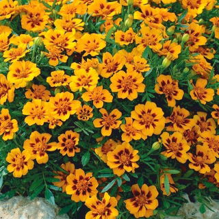 Tagetes - Sammets - Beata - honey-carmine - Tagetes patula - frön