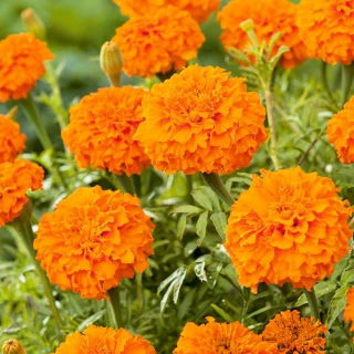 Fløjlsblomst - Opret - Mona - appelsin - Tagetes erecta  - frø