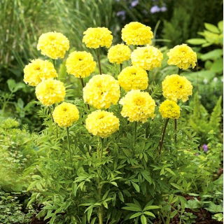 Nagy büdöske - Alaska - 540 magok - Tagetes erecta