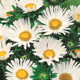 Aster enano "Pepite" - blanco - 