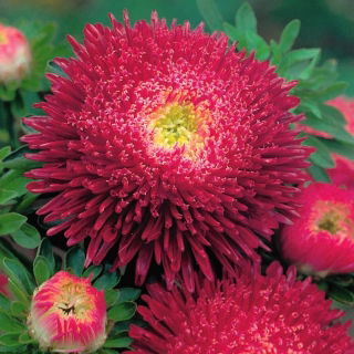 Princess aster "Dawn" - crimson-pink - 225 seeds