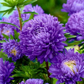 Aster berbunga peony "Lazuryt" - 450 biji - Callistephus chinensis 