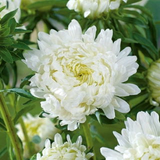 Pfingstrosen-Aster "Nymph" - 450 Samen