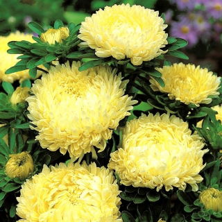 Pfingstrosen-Aster "Sonata" - 450 Samen - 