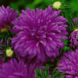 Chrysanthemen-Aster "Maja" - Heideviolett - 450 Samen - 