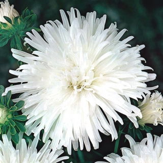 Crizanteme-flori aster "Opal" - alb - Callistephus chinensis  - semințe