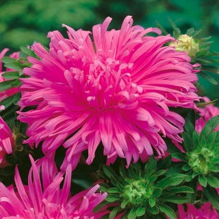 Callistephus chinensis - Pola - 450 zaden - roze