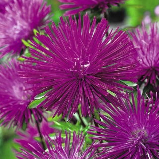 İğne yaprağı yaprağı aster "Wioletta" - erik otu - 450 tohum - Callistephus chinensis  - tohumlar