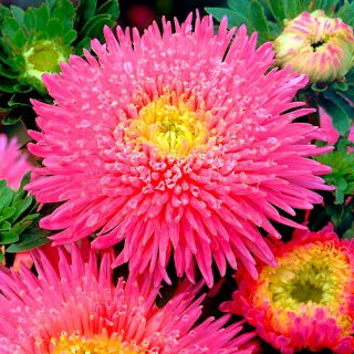 Princess aster "Connie" - pink, tall variety - 450 seeds