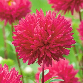 Aster berbunga peony "Magdalena" - pink-crimson - 360 biji - Callistephus chinensis 