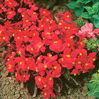 Begonia semperflorens - 2700 graines - Rouge