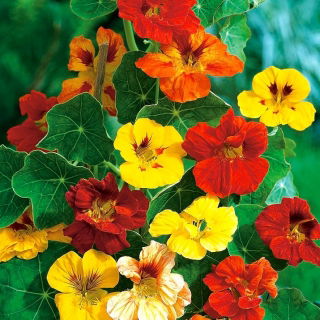 BIO Garden nasturtium - hỗn hợp màu đa dạng - hạt hữu cơ được chứng nhận; Cải xoong Ấn Độ, cải xoong tu sĩ -  Tropaeolum majus
