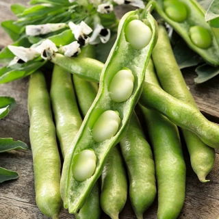 Široké fazule "Bartom" - stredne skoré; fava fazuľa, konské bôby - Vicia faba L. - semená