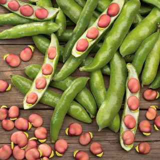 Broad Bean - Karmazyn - Vicia faba - 500 g - Carmine-Pink, Freezing Perfection - Fresh Seeds
