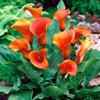 Zantedeschia, Calla Lily Orange - květinové cibulky / hlíza / kořen