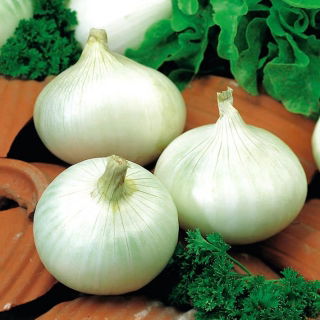 หัวหอม "Elody" - สีขาวหลากหลายฤดูหนาว - Allium cepa L. - เมล็ด