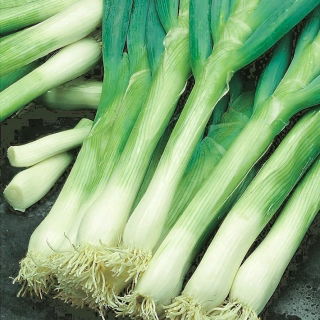 Zimski luk "Kaigaro" - Allium fistulosum  - sjemenke
