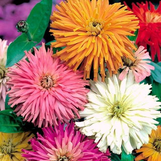 Zinija krizantema u cvatu "Glamour Girls" - mješavina sorti - 108 sjemenki - Zinnia elegans - sjemenke