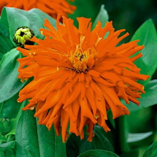 Chrysanthemum-flowered zinnia "Red Man" - red - 108 seeds